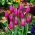 Tulipano Maytime - pacchetto di 5 pezzi - Tulipa Maytime