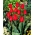 Tulppaanit Bastogne - paketti 5 kpl - Tulipa Bastogne