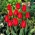 Tulipa Bastogne - Tulip Bastogne - 5 čebulic