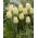 Tulipa Cheers - Tulip Cheers - 5 květinové cibule
