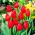 Tulipa Hollandia - pacote de 5 peças