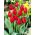 Tulipa Belanda - Tulip Belanda - 5 lampu - Tulipa Hollandia