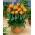 郁金香橙色公主 - 郁金香橙色公主 -  5个洋葱 - Tulipa Orange Princess