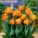 チューリップオレンジプリンセス - チューリップオレンジプリンセス -  5球根 - Tulipa Orange Princess