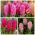 Hyacinth - Bộ màu đỏ và hồng - 27 chiếc - 