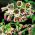 Sicilský Česnek - 5 květinové cibule - Allium siculum