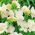Freesia Double White - 10 květinové cibule