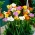 Freesia Single Mix - 10 květinové cibule