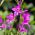 Гладиолус Византин - 10 луковици - Gladiolus