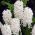 Hyacinthus Carnegie - Hyacinth Carnegie - 3 lampu -  Hyacinthus orientalis