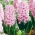 Hyacint - Fondant - pakket van 3 stuks -  Hyacinthus orientalis