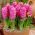 Hyacinthus Pink Pearl - zumbul Pink Pearl - 3 lukovice -  Hyacinthus orientalis 