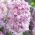 Hyacinthus Double Prince Of Love - Hyacinth Double Prince Of Love - 3 củ