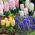 Hyacinthus Mix - змішаний гіацинт - 3 лампочки