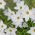 Alberto Castillo - Bahar starflower Alberto Castillo - 10 soğan - Ipheion uniflorum