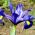 Iris hollandica - Saphire Beauty - pacote de 10 peças - Iris × hollandica