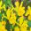 Iris hollandica, Holländische Schwertlilie Golden Harvest - 10 Zwiebeln