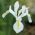 Nőszirom (Iris × hollandica) - White Excelsior - csomag 10 darab