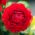 Soleieslekta - Rød - pakke med 10 stk - Ranunculus