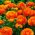 Vėdrynas - Oranžinis - pakuotėje yra 10 vnt - Ranunculus