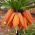 Fritillaria imperialis - arancione