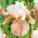 Iris germanica Fusta festivă - bulb / tuber / rădăcină