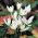Crocus Ochroleucus - 10 kvetinové cibule