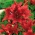 Lilium, Lily Asiatic Red - βολβός / κόνδυλος / ρίζα - Lilium 