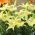 Lilium, Lily Ivory Pixie - čebulica / gomolj / koren