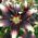 Lilium, Lily Nettys Pride - květinové cibulky / hlíza / kořen