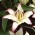 Lilium, Lily Hotline - květinové cibulky / hlíza / kořen - Lilium Hotline