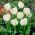 Tulipan White Parrot - pakke med 5 stk - Tulipa White Parrot