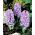Jacinto - Amethyst - pacote de 3 peças -  Hyacinthus orientalis