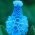 Azur drue hyacint - stor pakke! - 100 stk - 