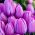 Tulipán Magic Lavender - csomag 5 darab - Tulipa Magic Lavender