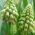 Muscari Bellevalia Green Pearl - Hyacint hrozna Bellevalia Green Pearl - 5 kvetinové cibule