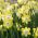 Narcissläktet - Pipit - paket med 5 stycken - Narcissus