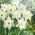 Narcissus Mount Hood - Daffodil Mount Hood - 5 bebawang