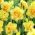 Narcissläktet - Tahiti - paket med 5 stycken - Narcissus