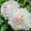 Paeonia ، الفاوانيا فيستيفا ماكسيما - بصلة / درنة / جذر