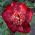 芍药，牡丹日本美容 - 洋葱/块茎/根 - Paeonia