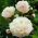 Paeonia, Pivoňka Shirley Temple - květinové cibulky / hlíza / kořen