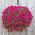 Hindistan cevizi lifi hasırlı asılı çiçek sepeti - 40 cm - 
