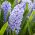 מקטורן השמים - יקינתון השמים - 3 בצל - Hyacinthus