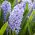 Hyacinthus Sky Jacket - 히아신스 스카이 재킷 - 3 개의 알뿌리