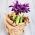 Iris Botanical Purple Gem - 10 žarnic - Iris reticulata