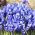 Iris reticulata - Harmony - pacote de 10 peças