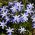Sláva snehu - Chionodoxa luciliae - 10 ks; Bossierova sláva - sneh, sláva Lucile - zo snehu