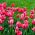 Tulp Van Eijk - pakket van 5 stuks - Tulipa Van Eijk