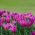 Tulp Maytime - pakket van 5 stuks - Tulipa Maytime